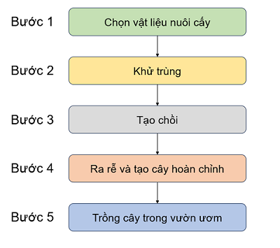 quy trình nhân giống in vitro, olm